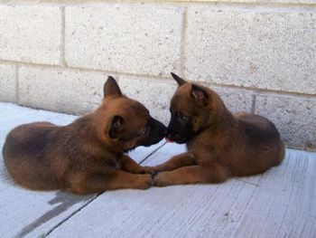 Two Henna pups, 6 weeks old
