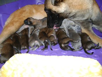 Pic taken at 3am the day of their birth - still one more pup to come at 5:30am to total at 12!!!
