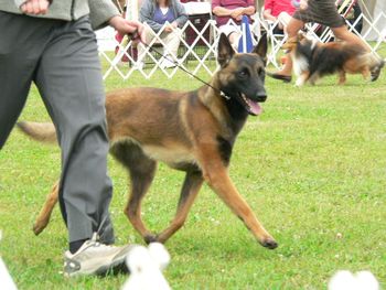 Fox in the Group Ring, having won Best of Breed at an AKC show in NY State. Pictured in a perfectly balanced gait with excellent forward reach.

