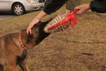 Calm genetic full mouth bite - this is an extrememly talented, balanced dog in every aspect!
