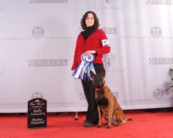 "Fox" at the Purina National in Toronto - taking Placements for all 3 legs of her Rally Advanced title. She was 4 weeks pregnant and VERY sleepy! lol
