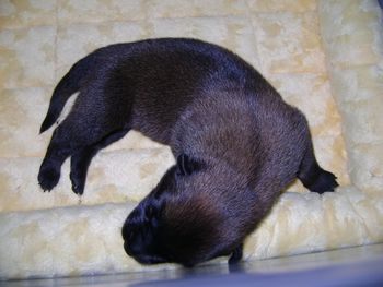 "Max" at 4 days old - He was Black at birth.

