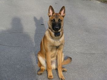 Pyro, 6 months old
