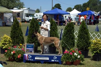 Shirley having just won Winners Bitch for a 5pt major win in conformation at an AKC show in NY State.
