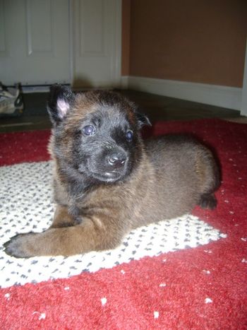 "Max" at 3 weeks old hanging out in the front hall.
