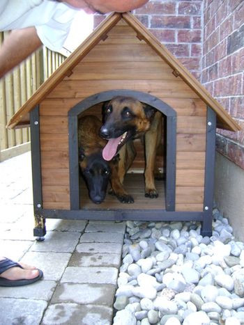 "Spartacus" and son "Maximus" sharing the dog house.
