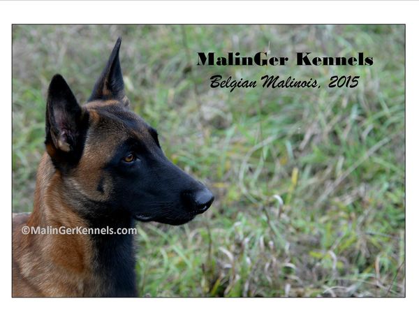 Malinger kennels outlet