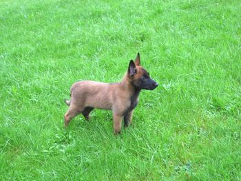 A typical Falcon X Spartacus pup. 11 weeks old - one of our Co-own Hopefuls.
