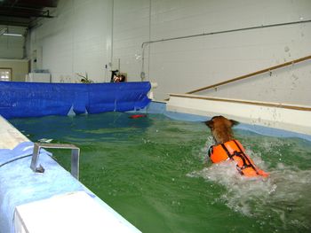 Fox doing power laps playing fetch in the pool
