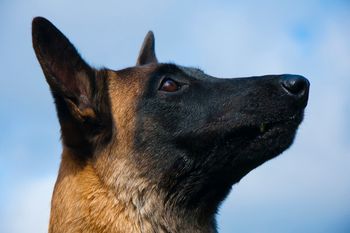 The mask ALL Malinois should have! Plain and Simple.
