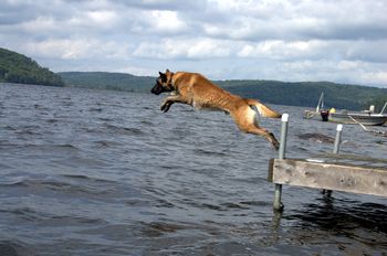 Dock Diving - Malinois style - he leaves a really big splash when he hits!

