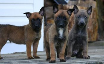 5 week old pups from Raven x Target litter
