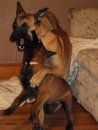 'Allure' playing with 'Addie' - a dog from our kennel now owned by Vickie of Hilltop Malinois.
