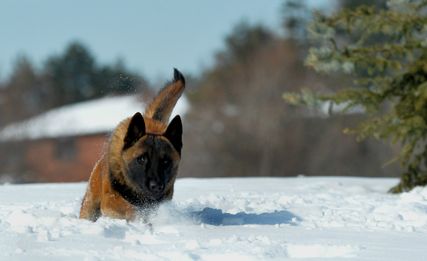 Malinger kennels outlet