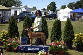 Quill having just won Winners Bitch and Best of Opposite Sex - to Blade in the Belgian Malinois Breed class. Also a 5pt Major win over the field that day.
