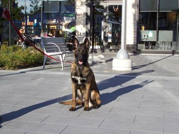 "Jovan" 7 mons at the mall - posing for the Picture in a Sit Stay.
