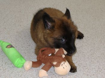 'Mortimer' 9 weeks old - The only Tervuren we have produced - he was quite a surprise!

