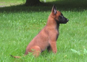 11 weeks old - one of our Co-own hopefuls.
