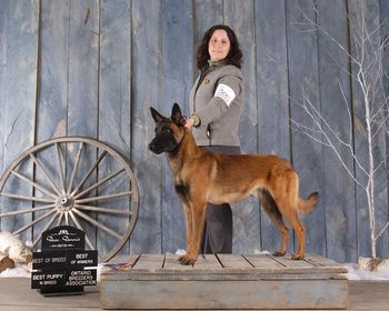 "Max' pictured at 10 mons old - winning a 2pt major and Best of Breed.
