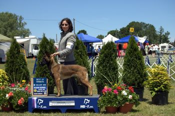 Fox having just won Winners Bitch and Best of Breed at an AKC show in NY State. The first of 2, 5pt major wins that weekend!
