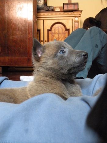 "Jack" Pictured at 6 weeks - now residing in the US
