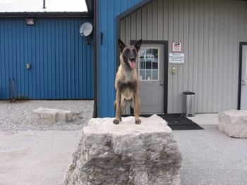 2.5 yrs Posing outside of the training hall, after an agility workout.
