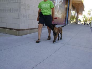 "Jove" 14 weeks - working on focus and heeling at the mall
