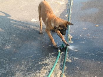 "Belle" playing with the hose

