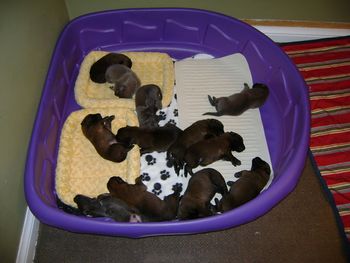 All 12 pup at 2 weeks old.
