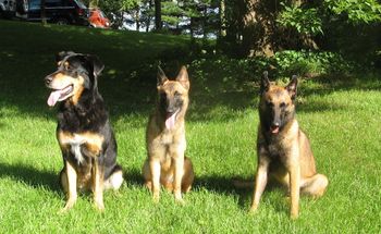 Maggie, Quill, Scarlette practicing the group Sit-Stay

