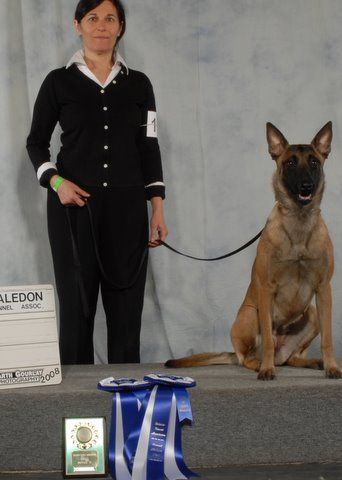 Congratulations Shirely on the first two legs of her Can. CD - Novemeber 2008. Shirely won High in Class and a Second place - Bested only by her littermate "Falcon"!
