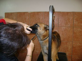 "Quill" getting a whisker trim before a dog show.
