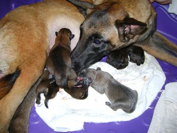 Falcon with her first litter - this is half the pups - still awaiting the birth of the rest that are still in there.

