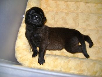 2 days old - very dark pup at birth
