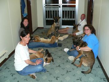 The Malinois love-in - in the hotel hallway at a US show we attended.
