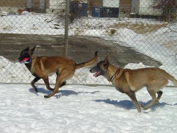 14 months old, playing chase with Phoenix in the yard.
