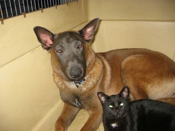 "Tuzo" swollen face during an allergic reaction. His friend the cat kept him company while the Benadryl took affect.
