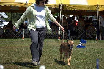 Quill in the ring at an AKC show in NY state.
