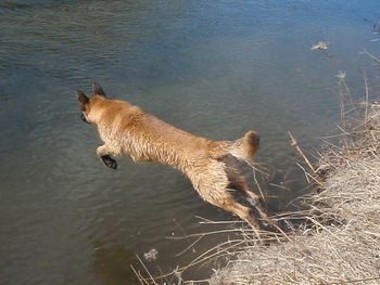 'Bolt' loves the water. Eagerly jumping in at just 7months old on cold March day.
