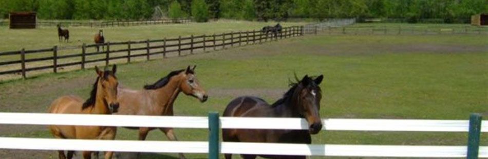 Whitemud Equine Learning Center
