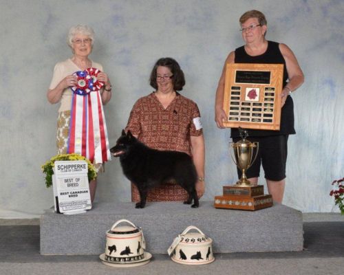 2015 SCC National Specialty Winner  Breeder Judge Marion Postgate August 22, 2015, Brockville, ON CH. FYREWATER'S NORTHERN LIGHTS Owner; June Moore, Midland Texas Breeders: Krista Way & Donna Semons, Blackfolds, AB
