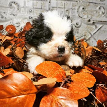 Ziti 6 weeks old
