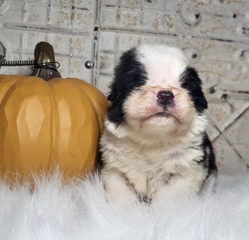 Ziti 5 weeks old
