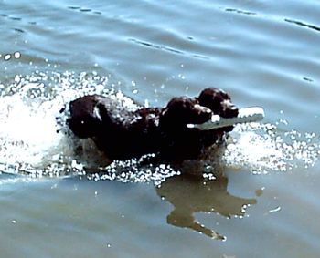 Thor and Drake-12 weeks old-new meaning to double retrieve!!!
