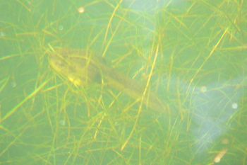 Bull Frog Tadpole.
