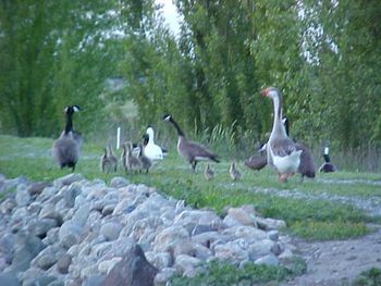 Baby Geese walking the levee.
