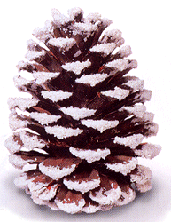 Large Frosted Pine Cone w/Pick 5 - Sheerlund Products LLC