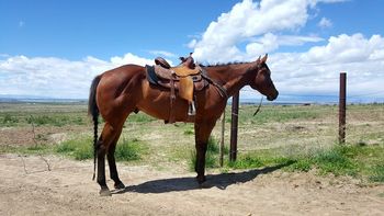 2010 gelding, 90+SI, won over 30k.  He has now been entered a few times and is easily clocking top of the 3d with a lot more to give.  He is started heading.  You can go ranch and cowboy on him.  He has no buck and is gentle enough for anyone.  Horses like this do not come around often, looks, conformation and quality mind all in one.
