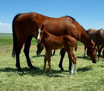 2016 stud colt out of Miss Swami
