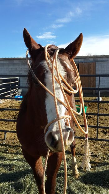 Flash Faced Fame 2014 stallion, Serenity Breeze dam
